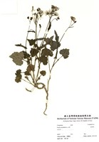 藏品(紫背草)的圖片